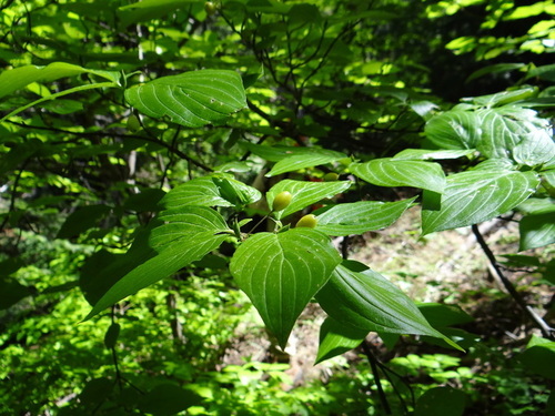 Cornus sessilis