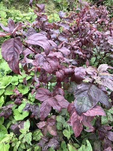 Cornus stolonifera (Red Osier) — photo