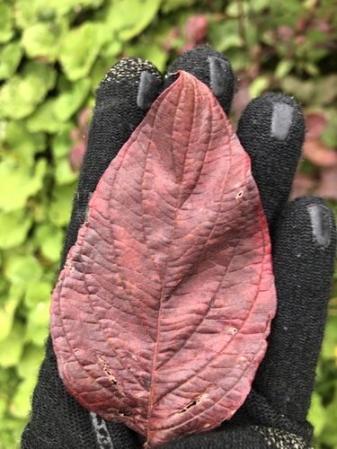 Cornus stolonifera (Red Osier) — photo