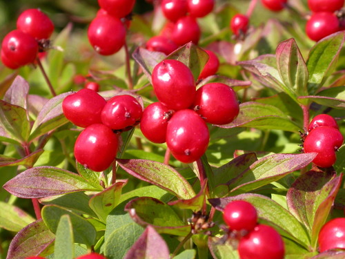 Cornus suecica (Swedish bunchberry) — photo