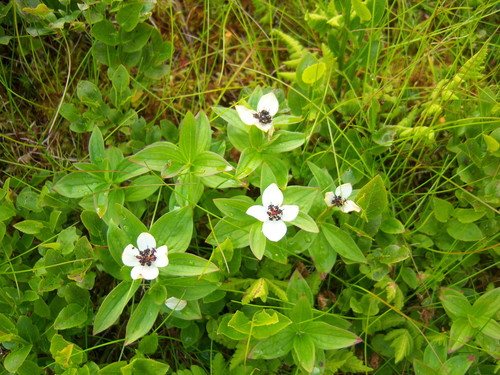 Cornus suecica (Swedish bunchberry) — photo
