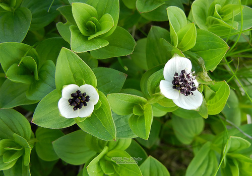 Cornus suecica