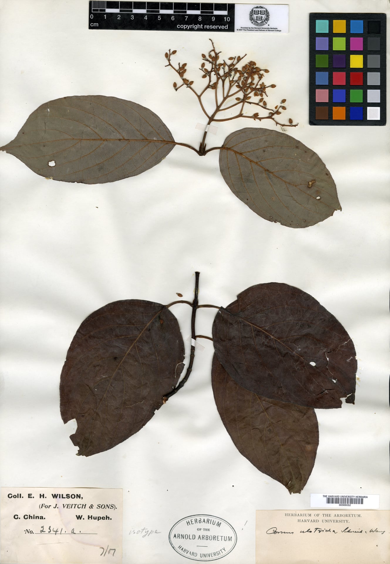 Cornus ulotricha