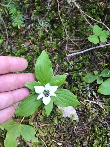 Cornus x unalaschkensis (Bunchberry) — photo