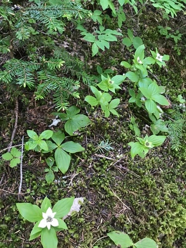 Cornus x unalaschkensis (Bunchberry) — photo