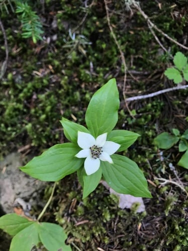 Cornus x unalaschkensis