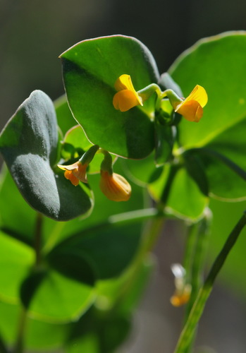 Coronilla scorpioides — photo