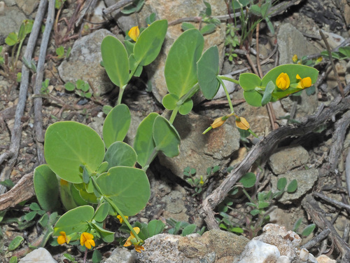 Coronilla scorpioides — photo
