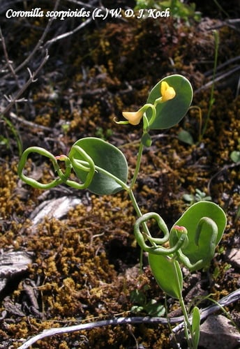 Coronilla scorpioides
