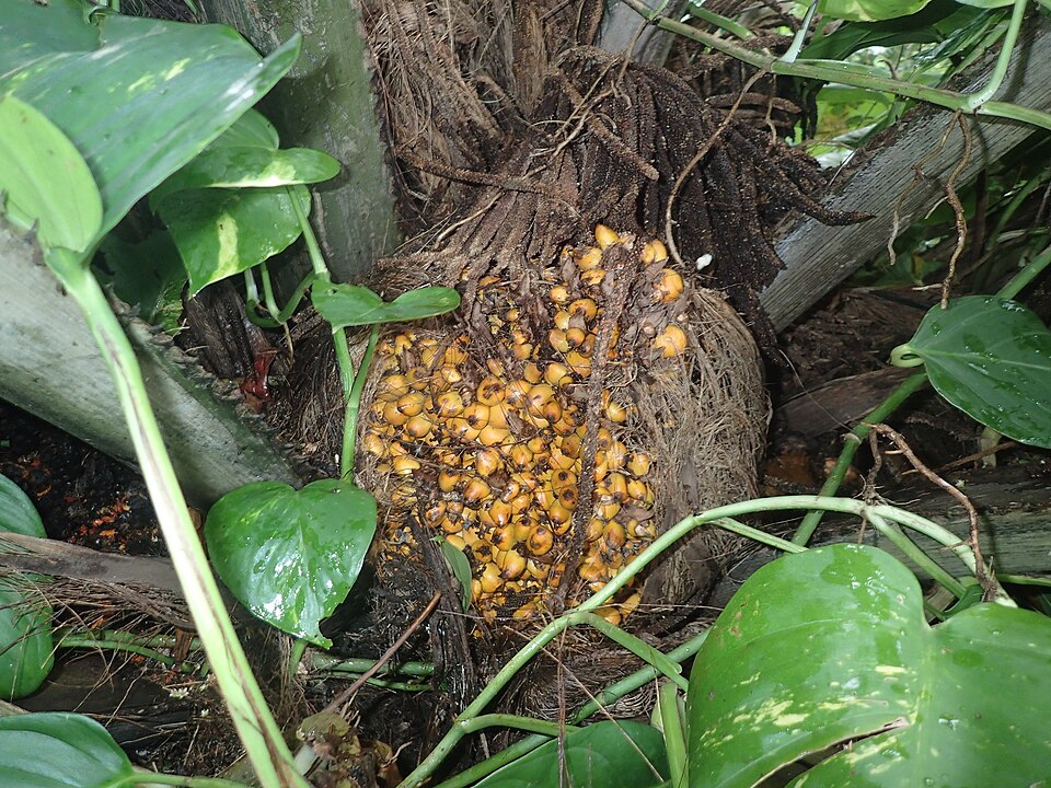 Corozo oleifera (American oil palm) — photo