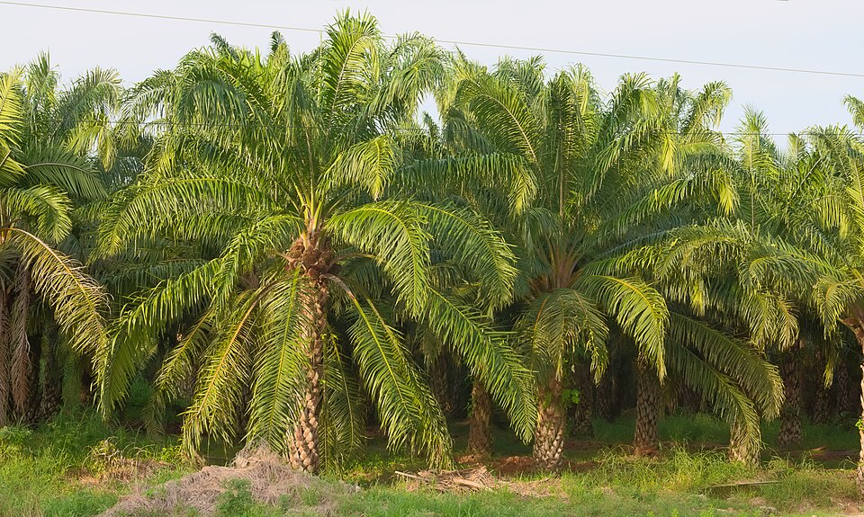 Corozo oleifera