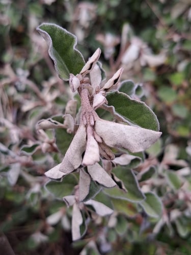 Correa alba (Cape Barren tea) — photo