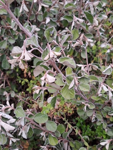 Correa alba (Cape Barren tea) — photo