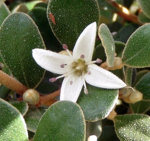 Correa alba