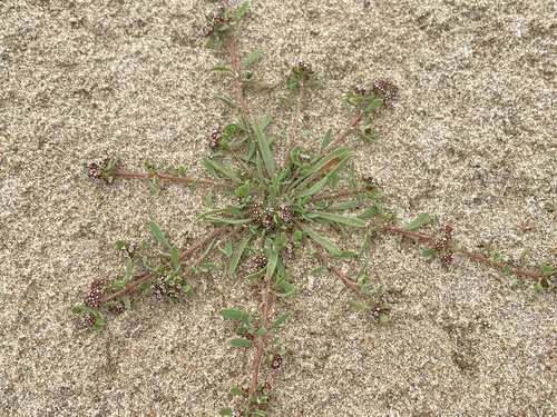Corrigiola litoralis