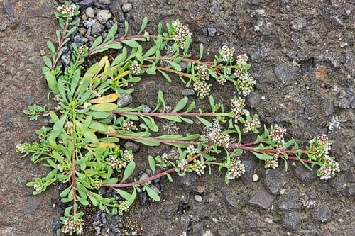 Corrigiola litoralis subsp. telephiifolia