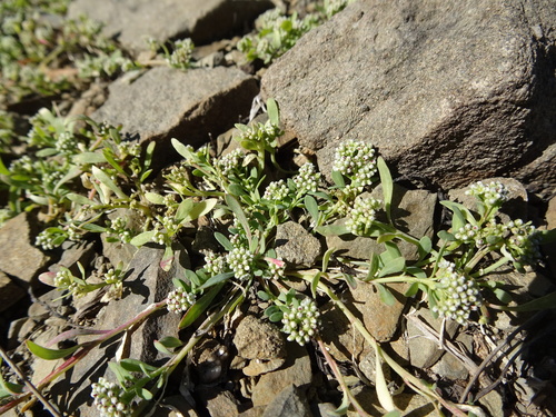 Corrigiola litoralis subsp. telephiifolia — photo