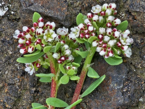 Corrigiola litoralis — photo