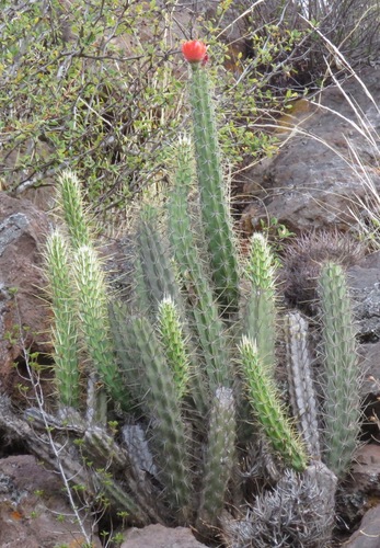 Corryocactus erectus — photo