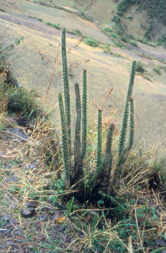 Corryocactus erectus — photo