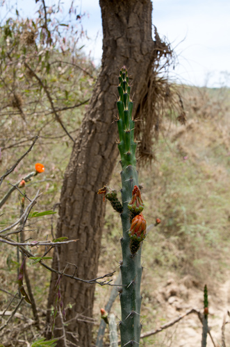 Corryocactus pulquinensis — photo
