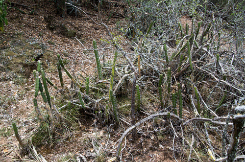 Corryocactus pulquinensis — photo