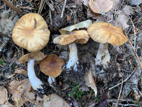 Cortinarius armeniacus — photo