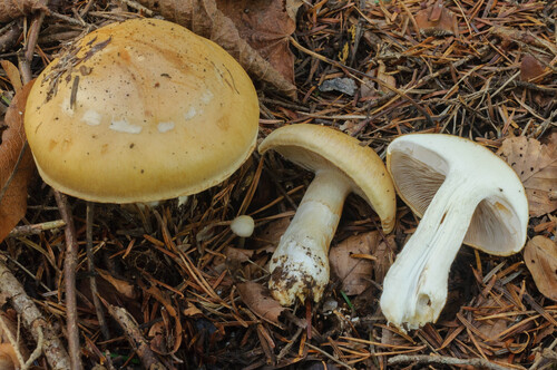 Cortinarius claricolor var. turmalis — photo