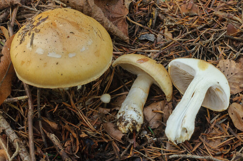 Cortinarius claricolor var. turmalis — photo