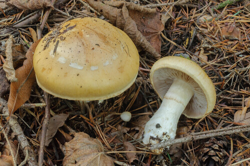 Cortinarius claricolor var. turmalis