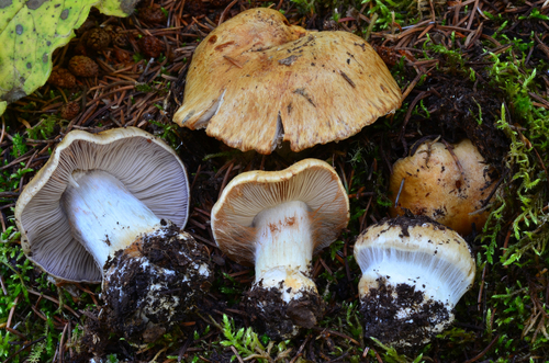 Cortinarius glaucopus — photo