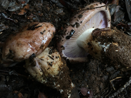 Cortinarius glaucopus — photo