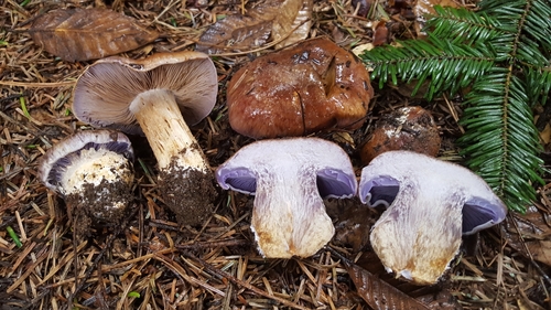 Cortinarius glaucopus