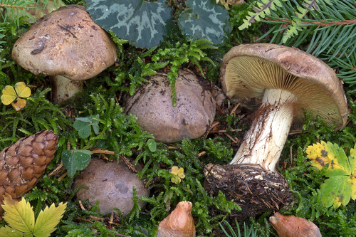 Cortinarius orichalceus — photo