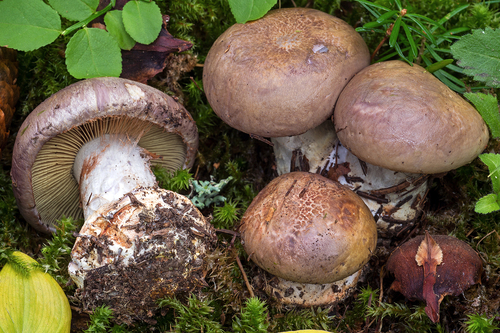 Cortinarius orichalceus — photo