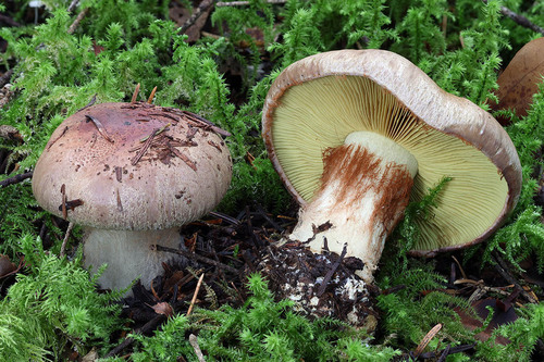 Cortinarius orichalceus