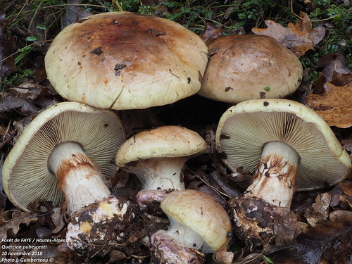 Cortinarius prasinus — photo