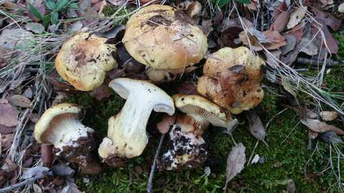 Cortinarius prasinus — photo
