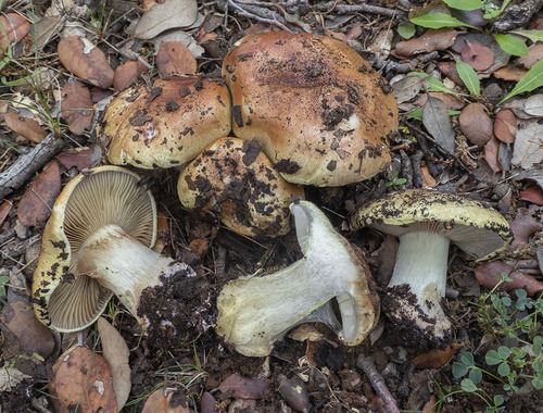 Cortinarius prasinus