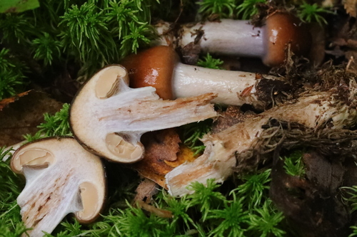 Cortinarius pseudosalor — photo