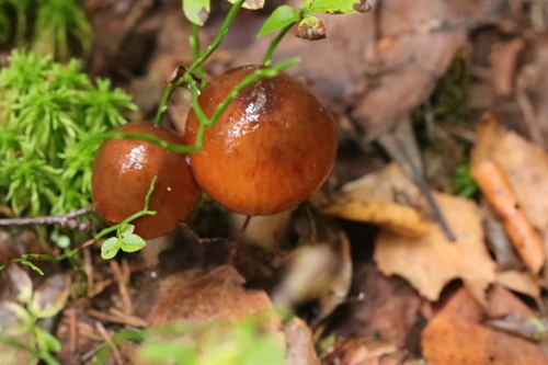 Cortinarius pseudosalor — photo