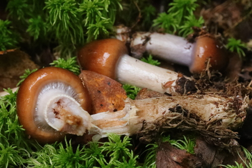 Cortinarius pseudosalor