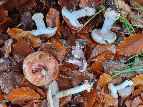 Cortinarius rufo-olivaceus — photo