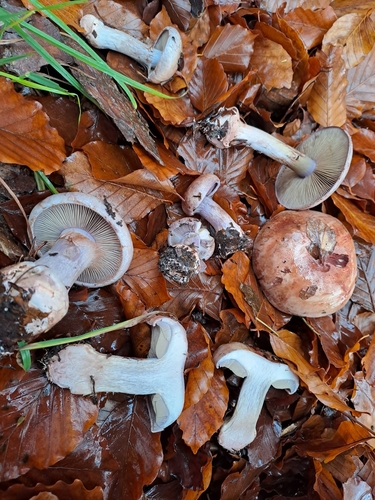 Cortinarius rufo-olivaceus — photo