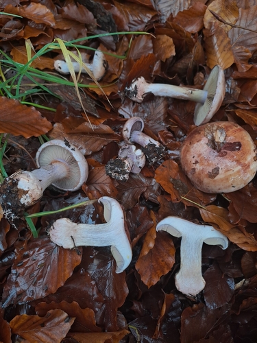 Cortinarius rufo-olivaceus