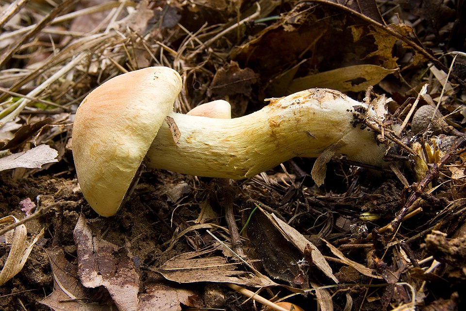 Cortinarius tenuipes — photo