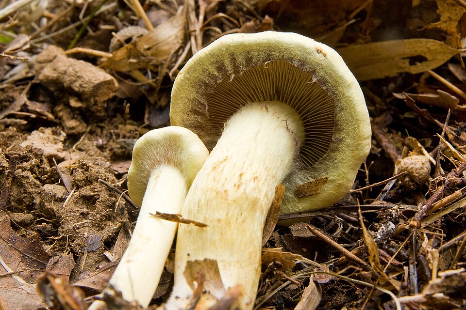 Cortinarius tenuipes