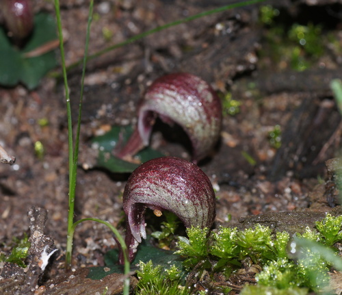 Corybas aconitiflorus (Spurred helmet orchid) — photo
