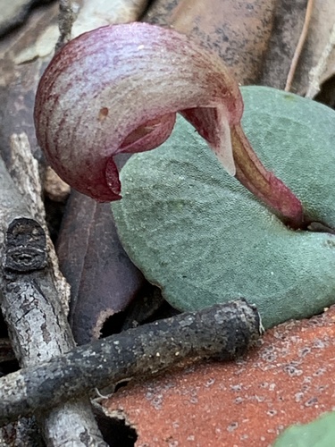 Corybas aconitiflorus (Spurred helmet orchid) — photo