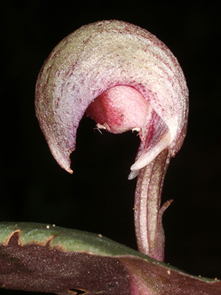 Corybas aconitiflorus